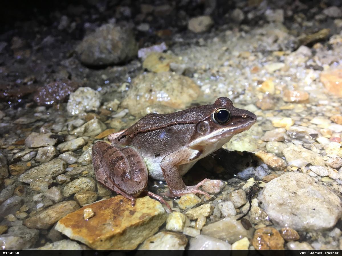 Wood Frog