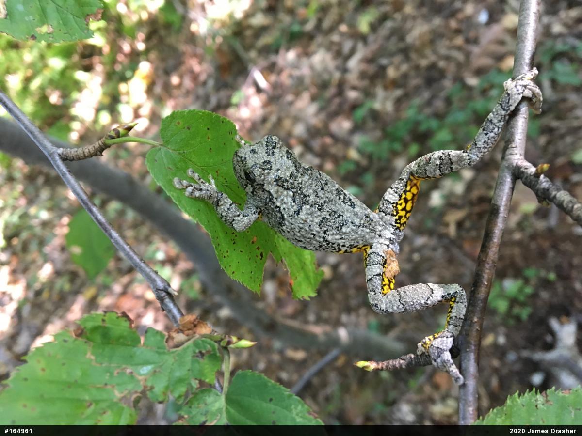 Unknown Gray Treefrog