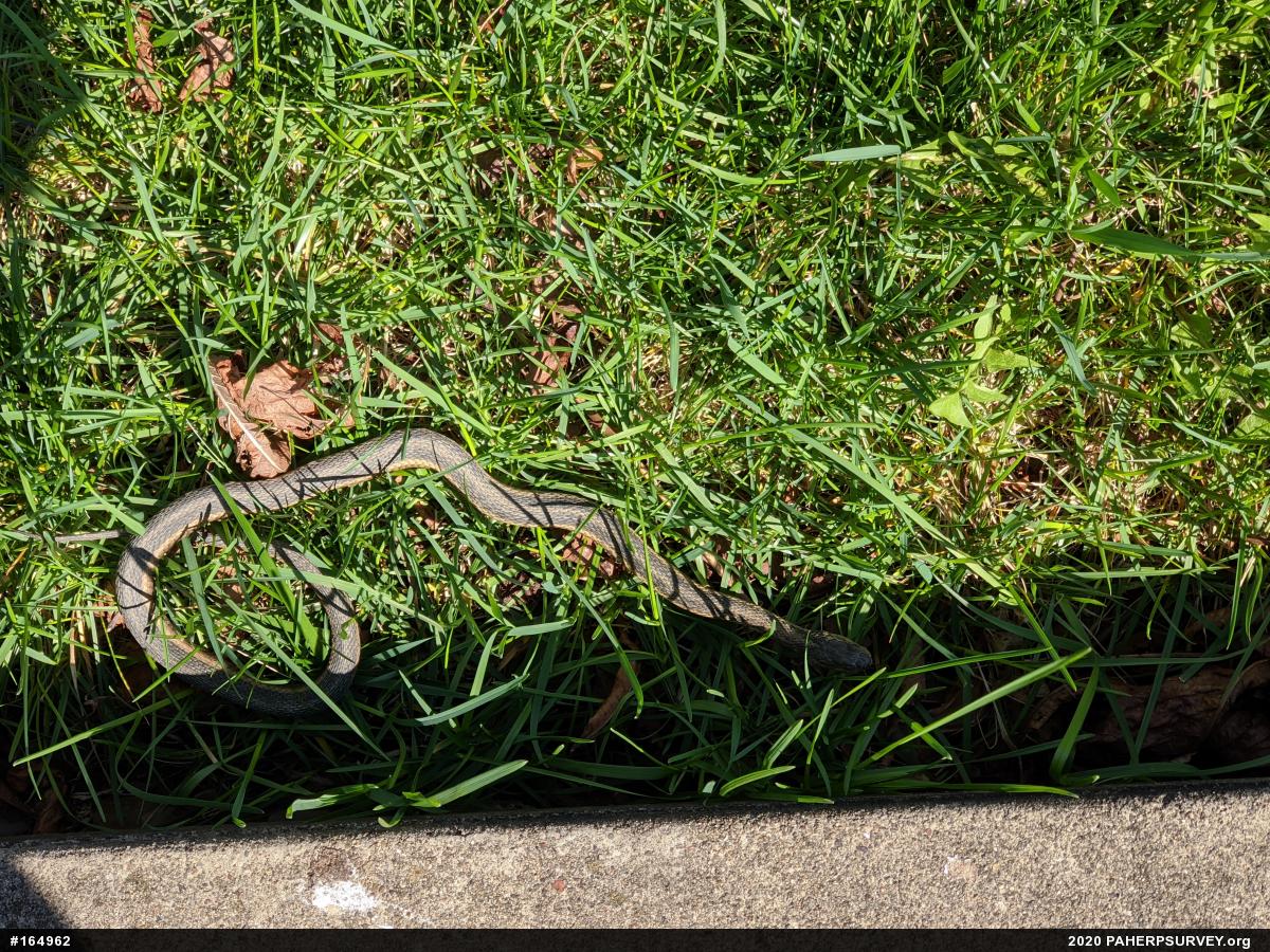 Eastern Gartersnake