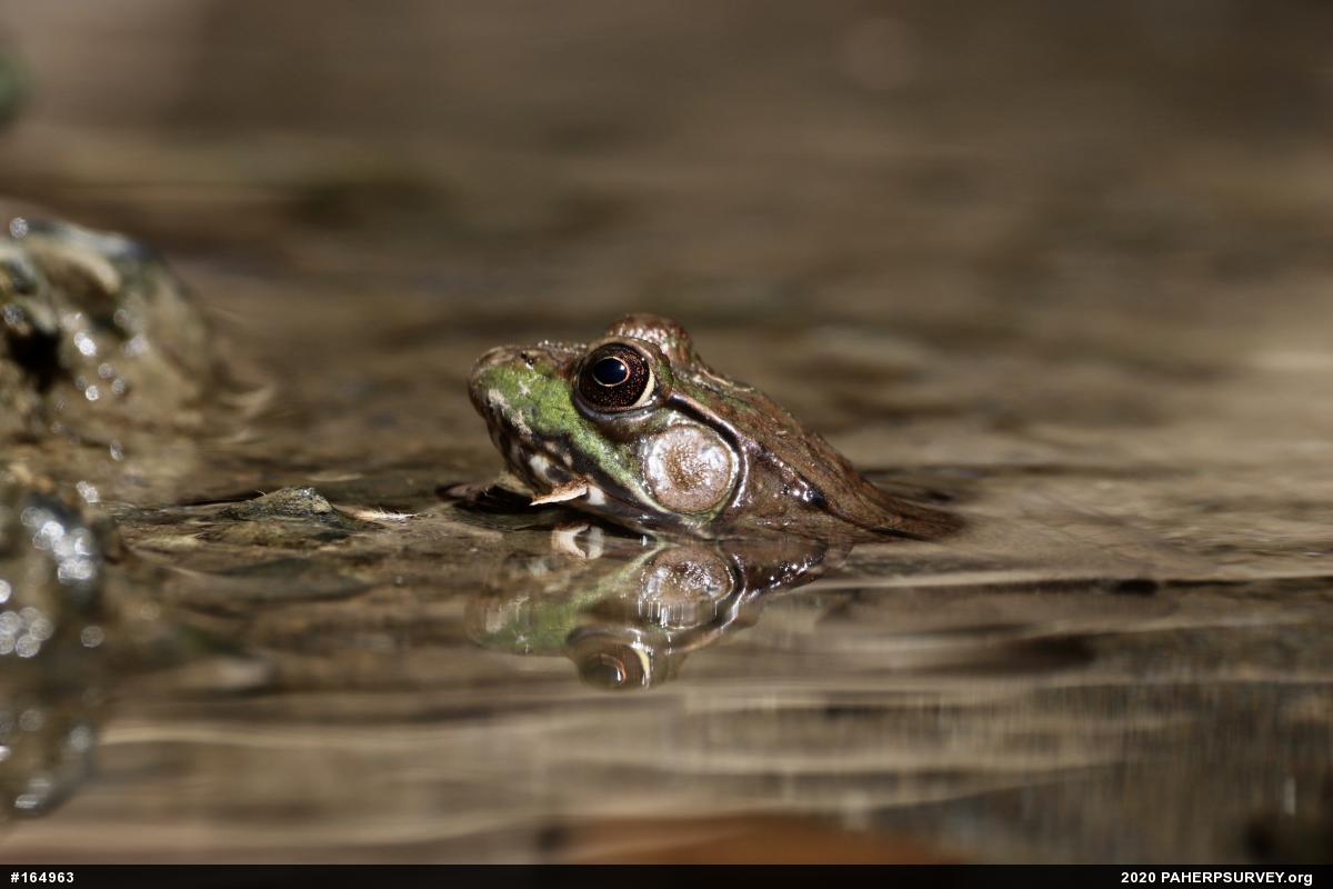 Green Frog