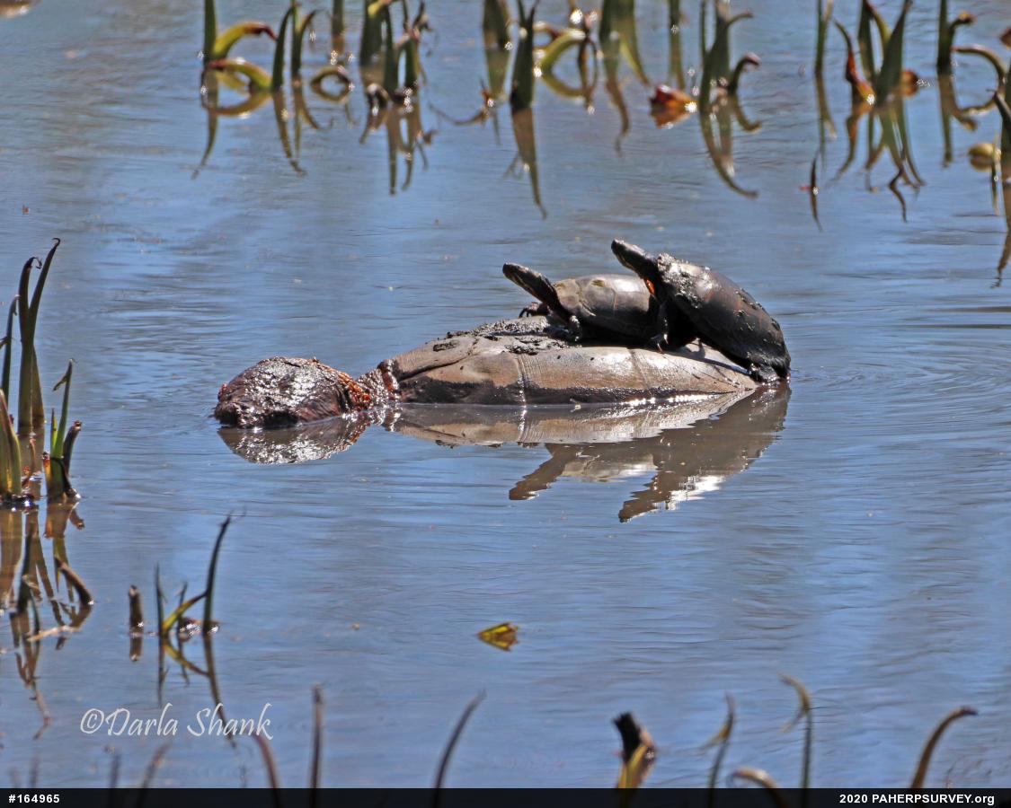 Painted Turtle