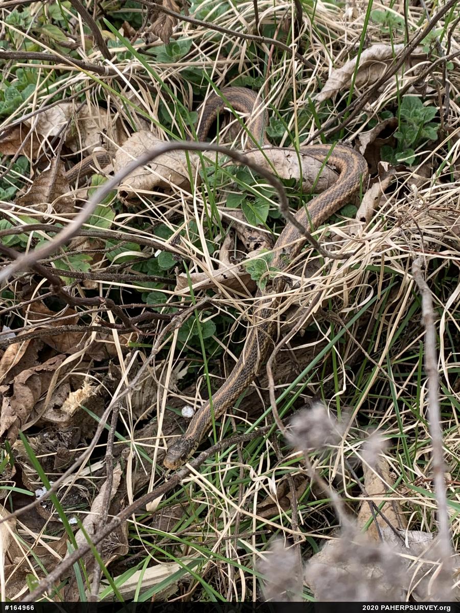 Eastern Gartersnake