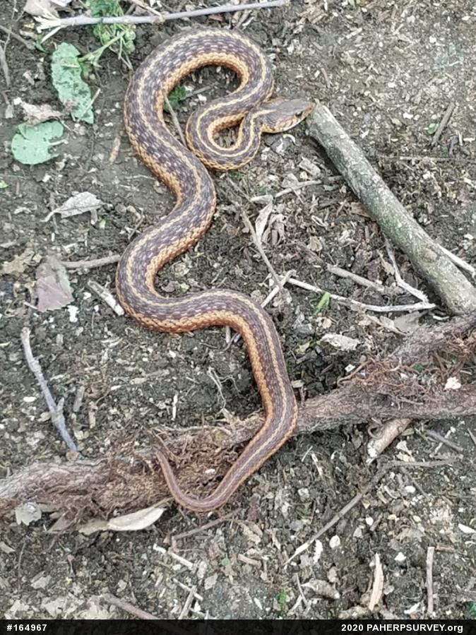 Eastern Gartersnake