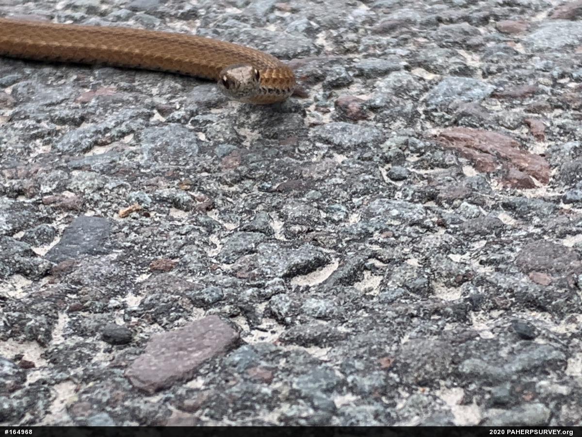 Red-bellied Snake