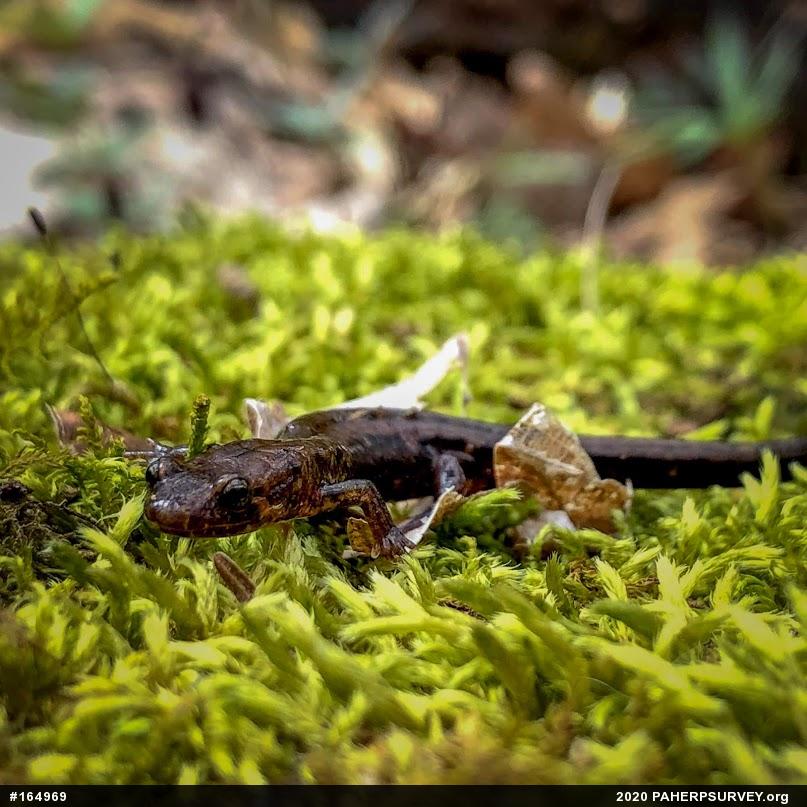 Allegheny Mountain Dusky Salamander