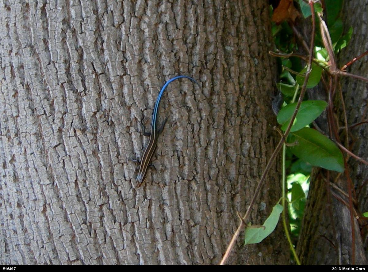 Skinks