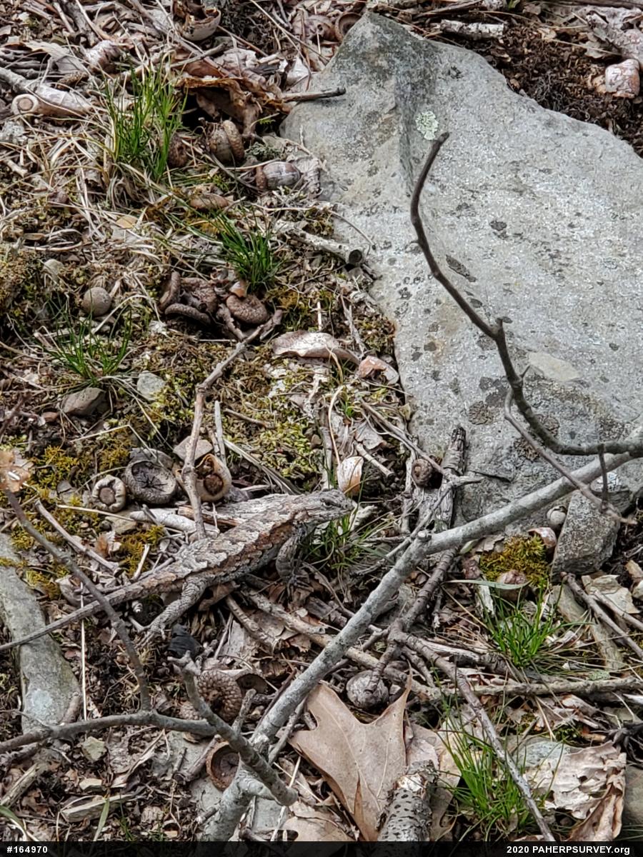 Eastern Fence Lizard