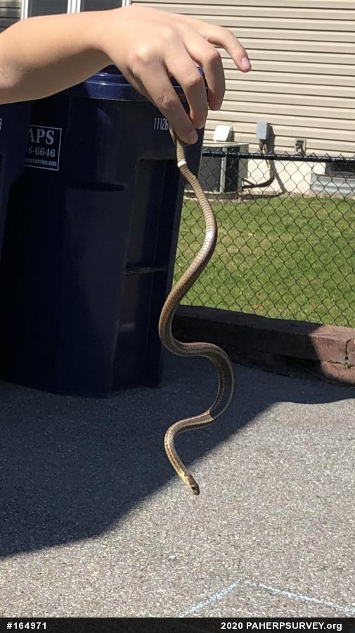 Eastern Gartersnake