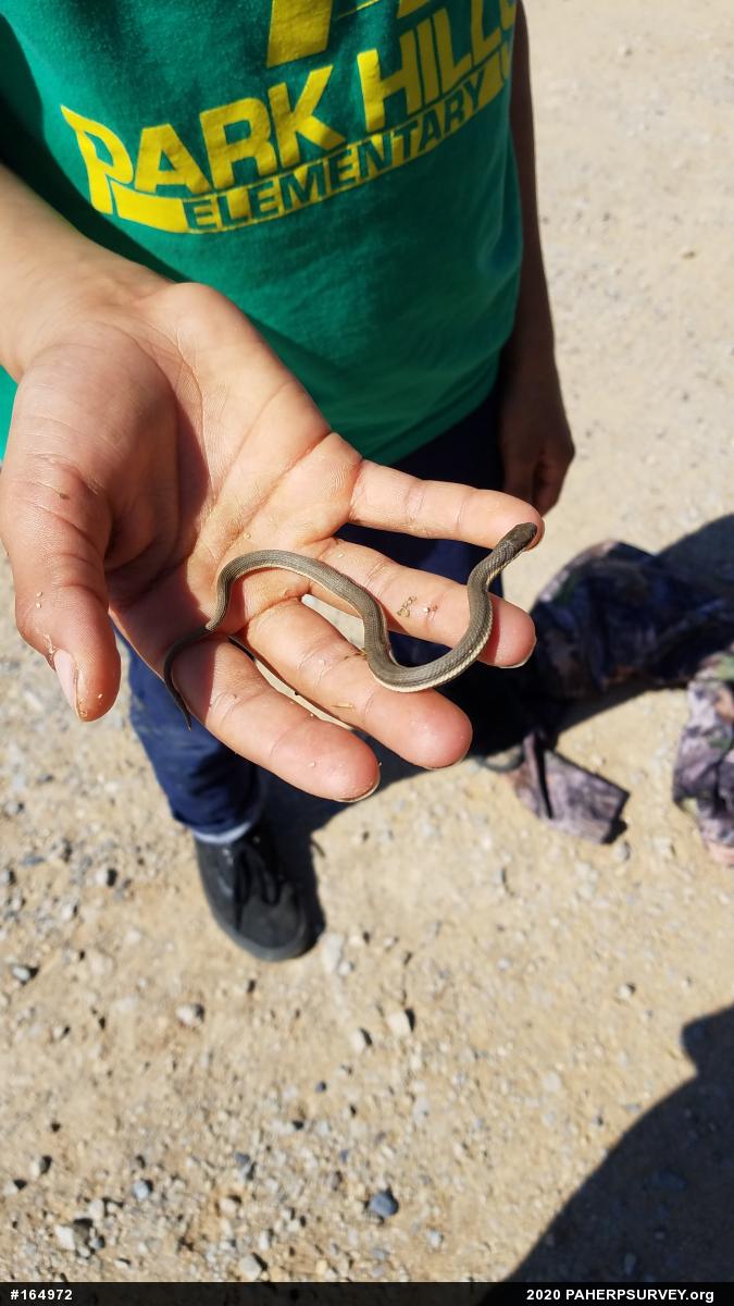 Queensnake