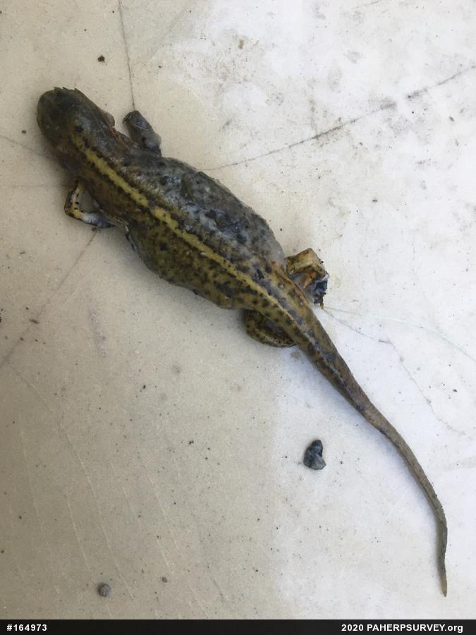 Red-spotted Newt