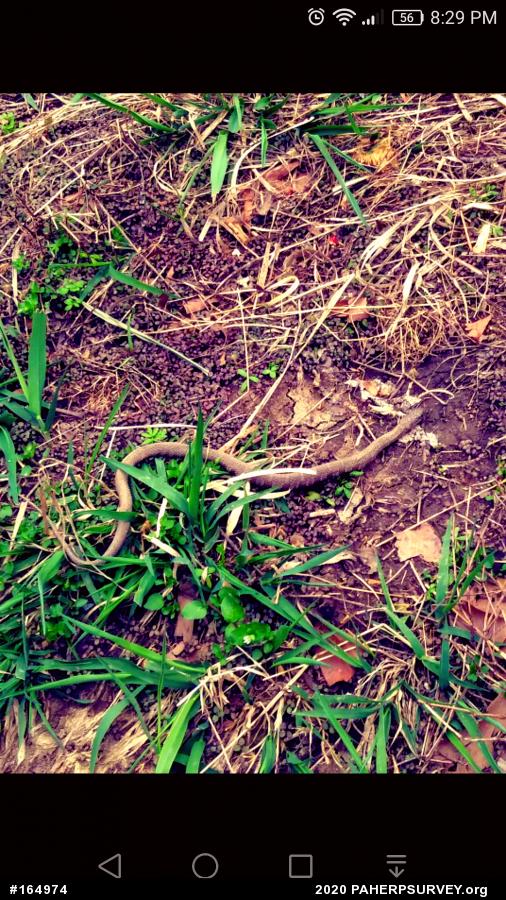 Northern Watersnake