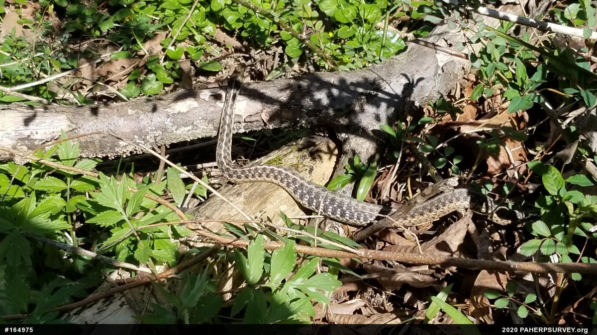 Eastern Gartersnake
