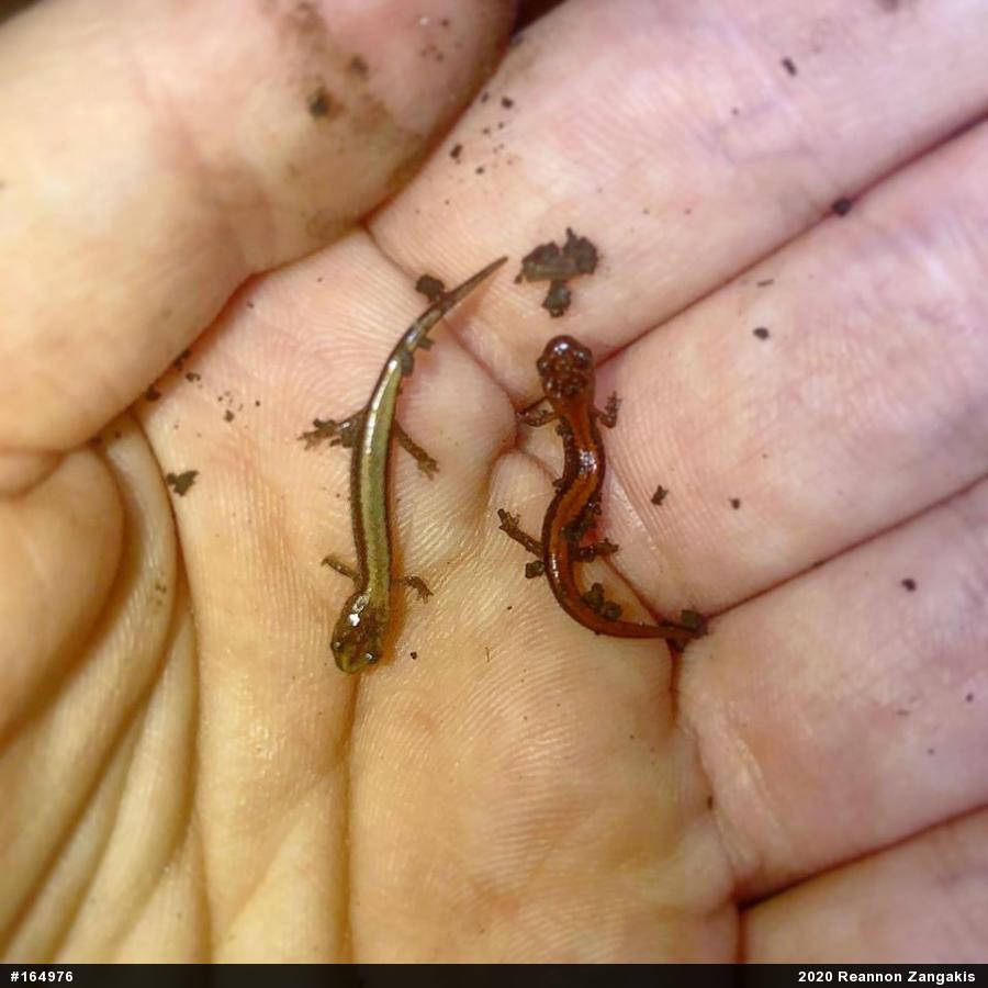 Eastern Red-backed  Salamander
