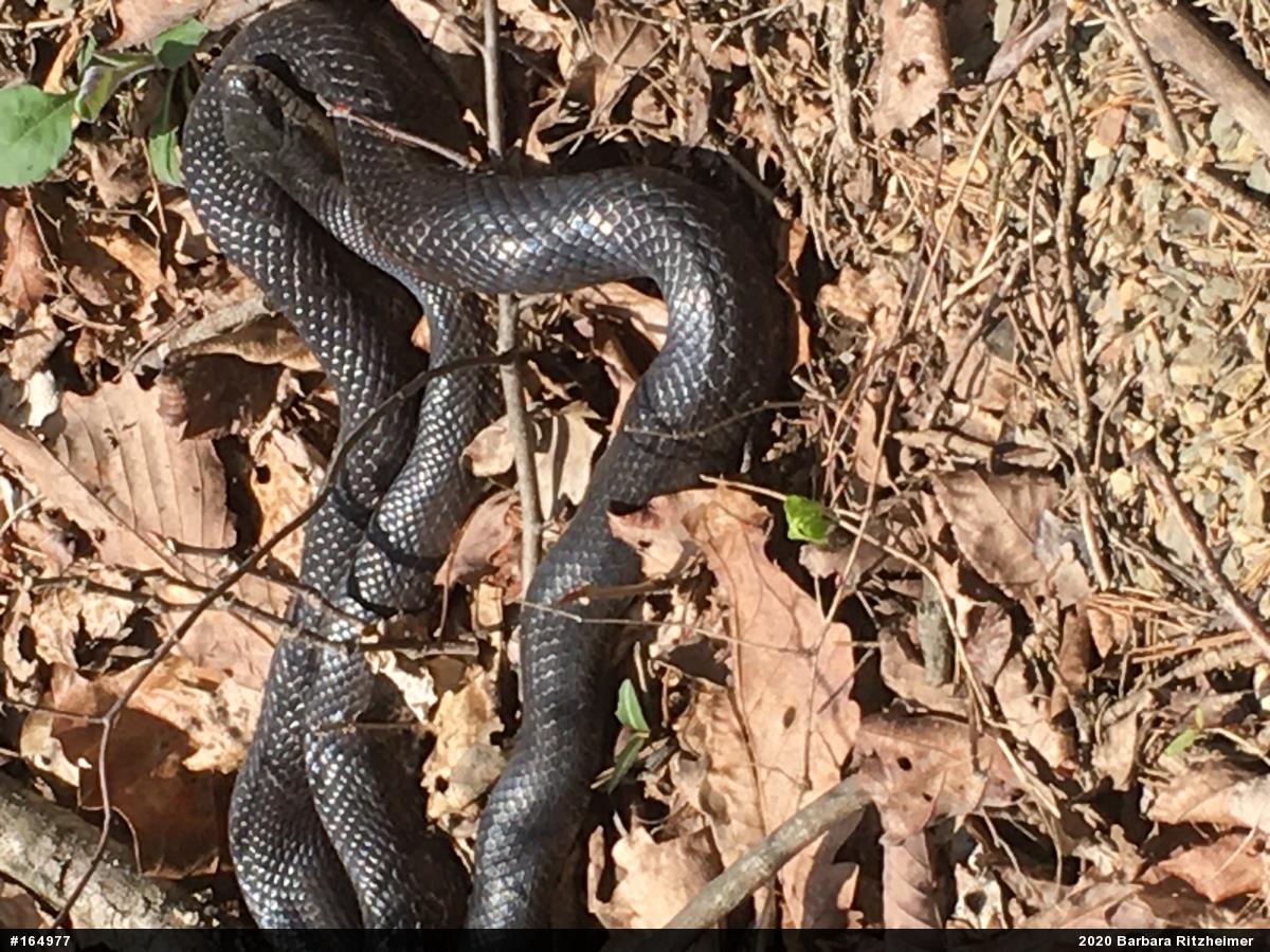 Eastern Ratsnake