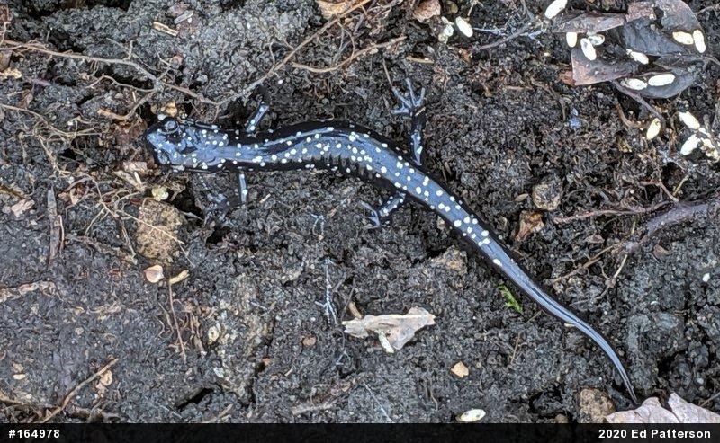 Northern Slimy Salamander