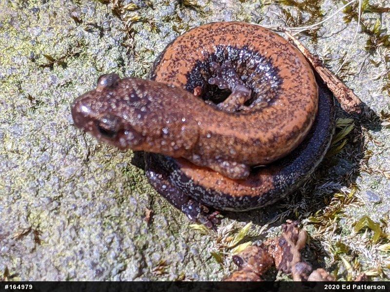 Eastern Red-backed  Salamander