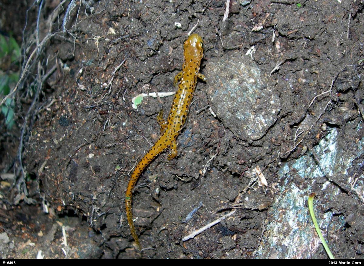 Eastern Long-tailed Salamander