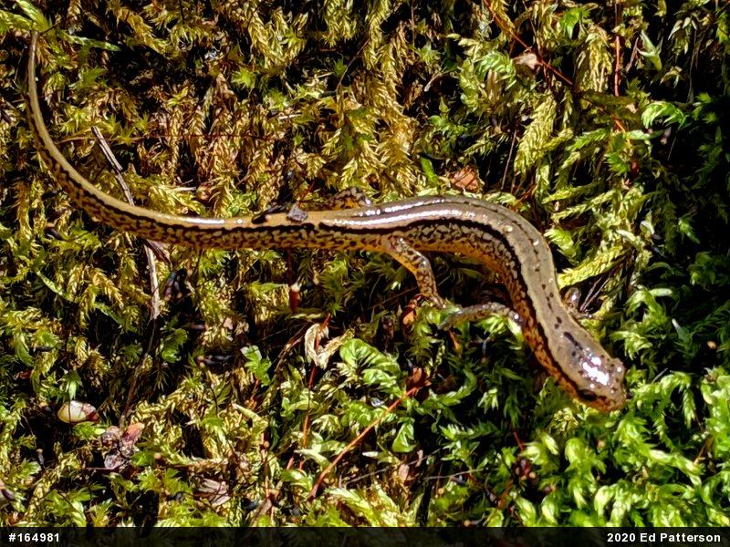 Northern Two-lined Salamander