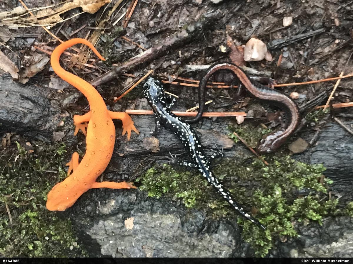 Eastern Red-backed  Salamander