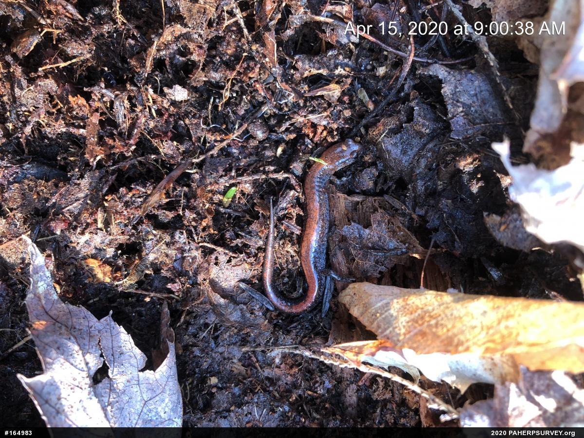 Eastern Red-backed  Salamander