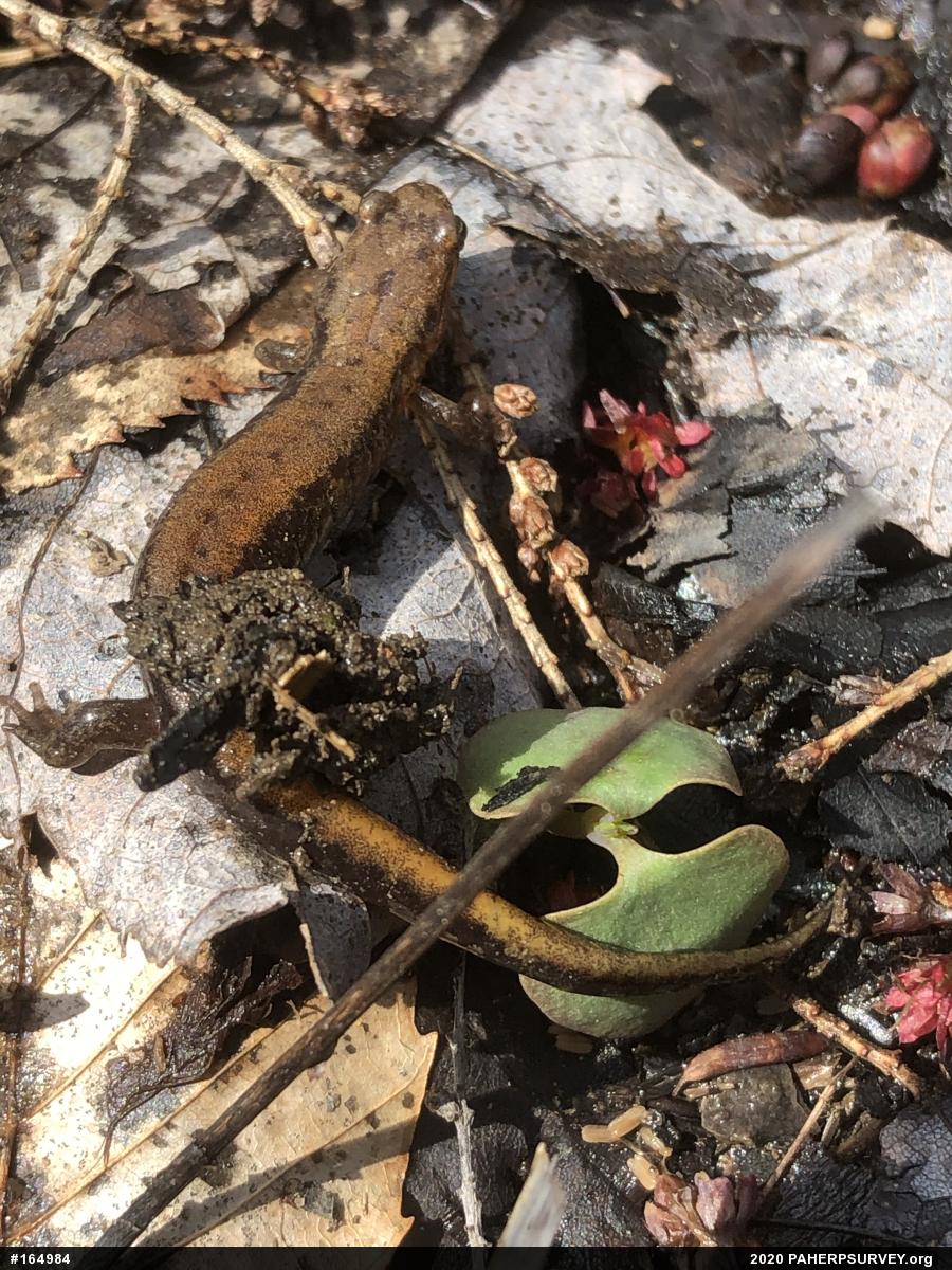 Allegheny Mountain Dusky Salamander