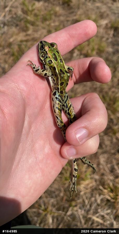 Northern Leopard Frog
