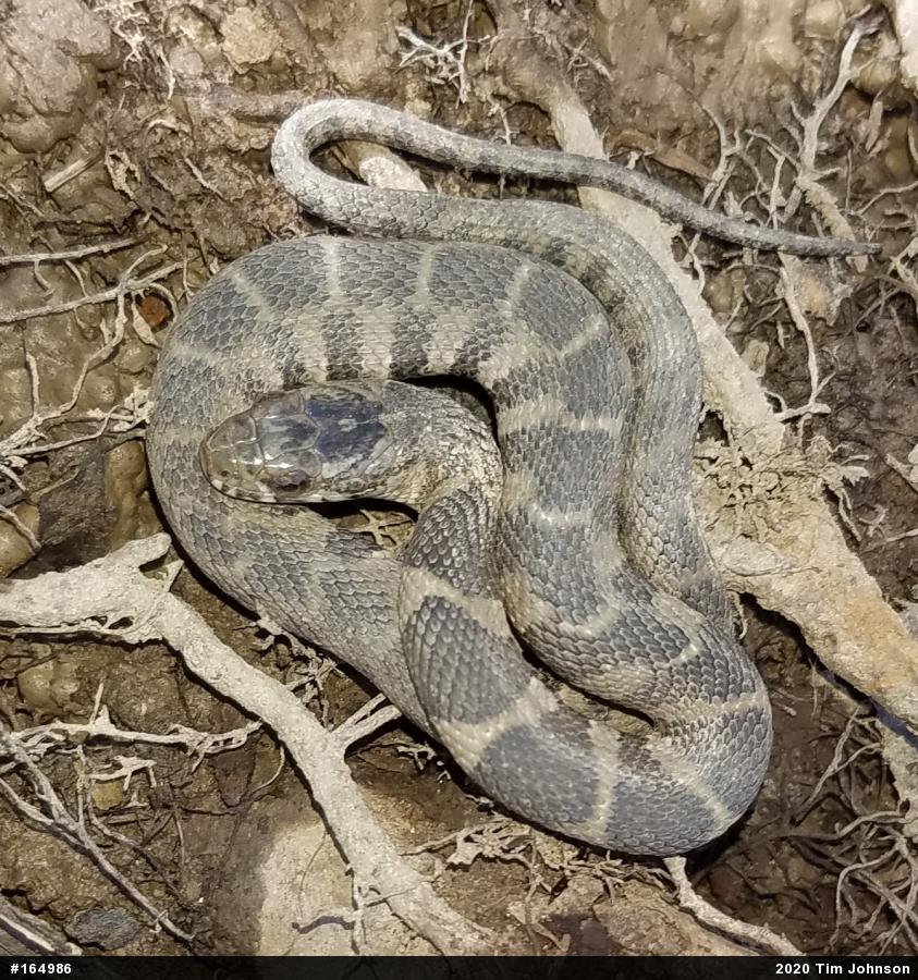 Northern Watersnake