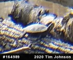Painted Turtle