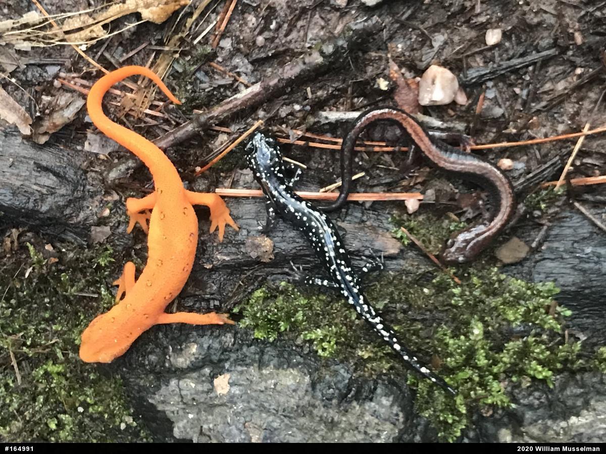 Northern Slimy Salamander