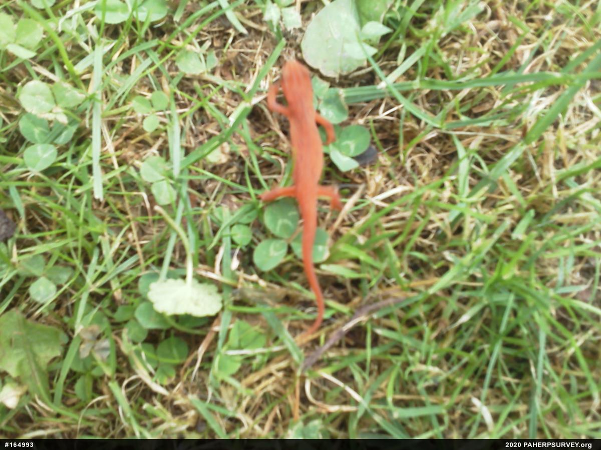 Red-spotted Newt