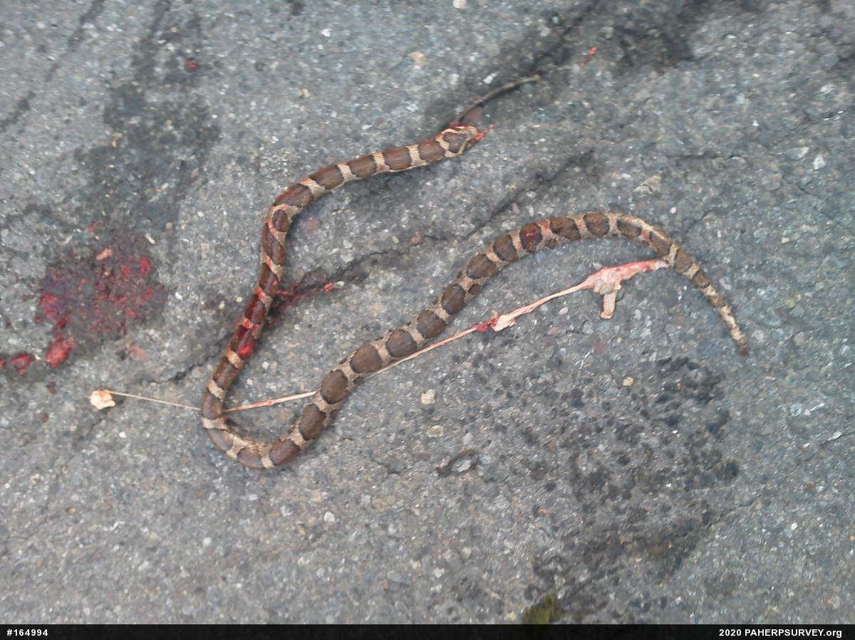 Eastern Milksnake