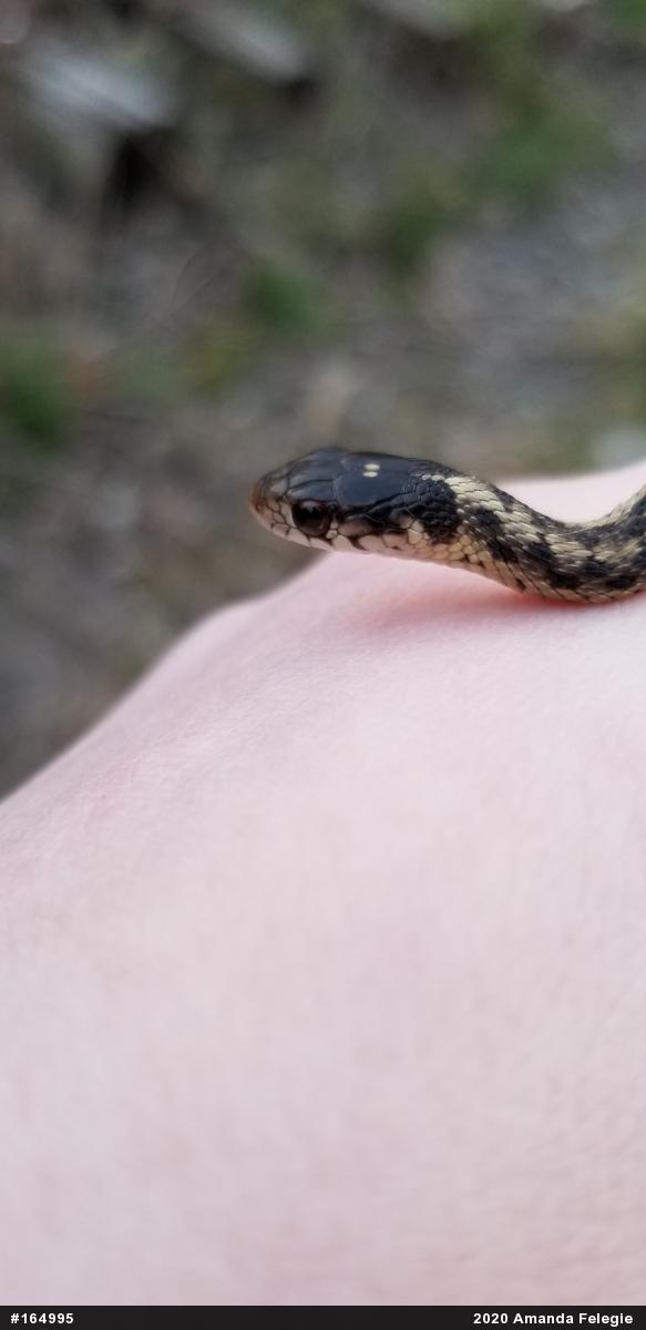 Eastern Gartersnake