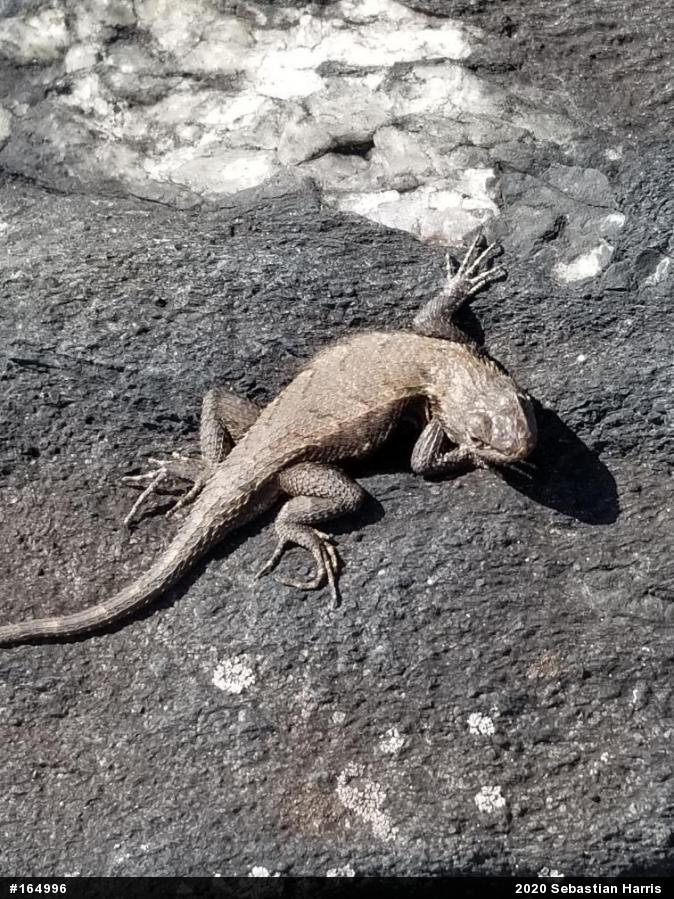Eastern Fence Lizard