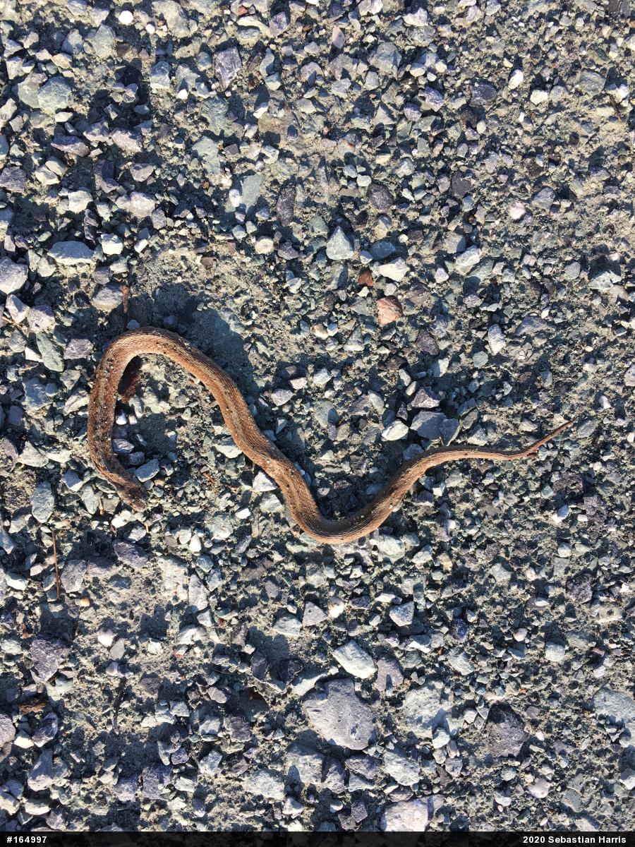 Dekay's Brownsnake