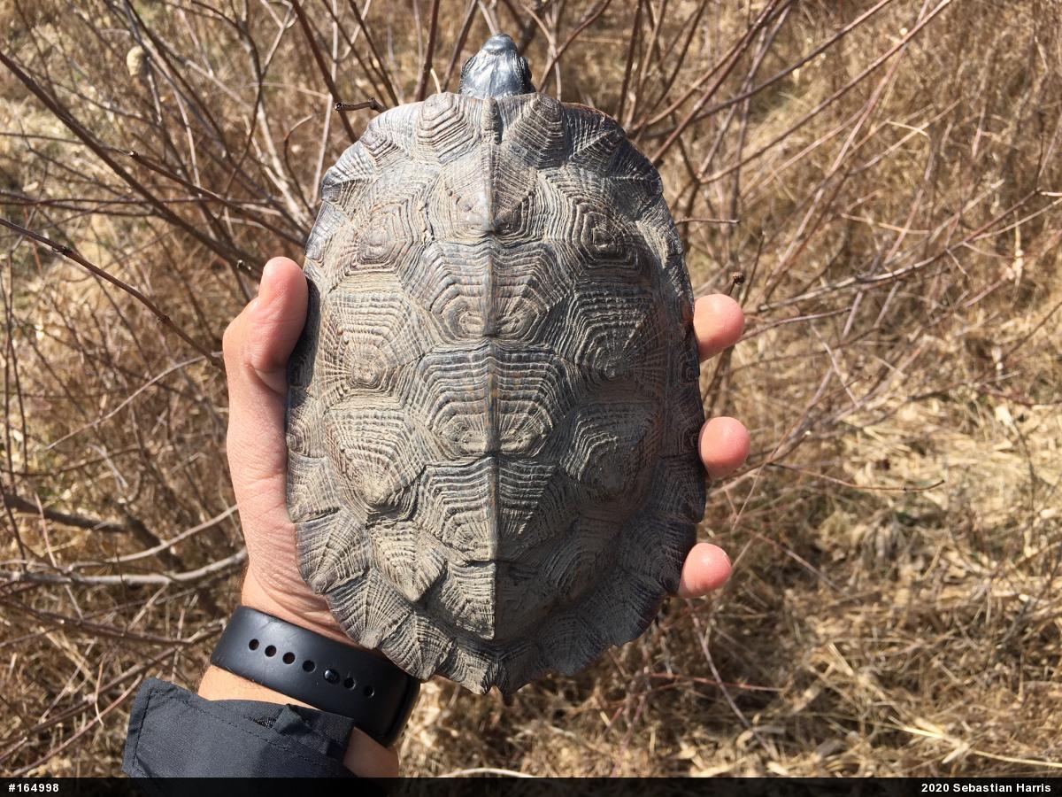 Wood Turtle