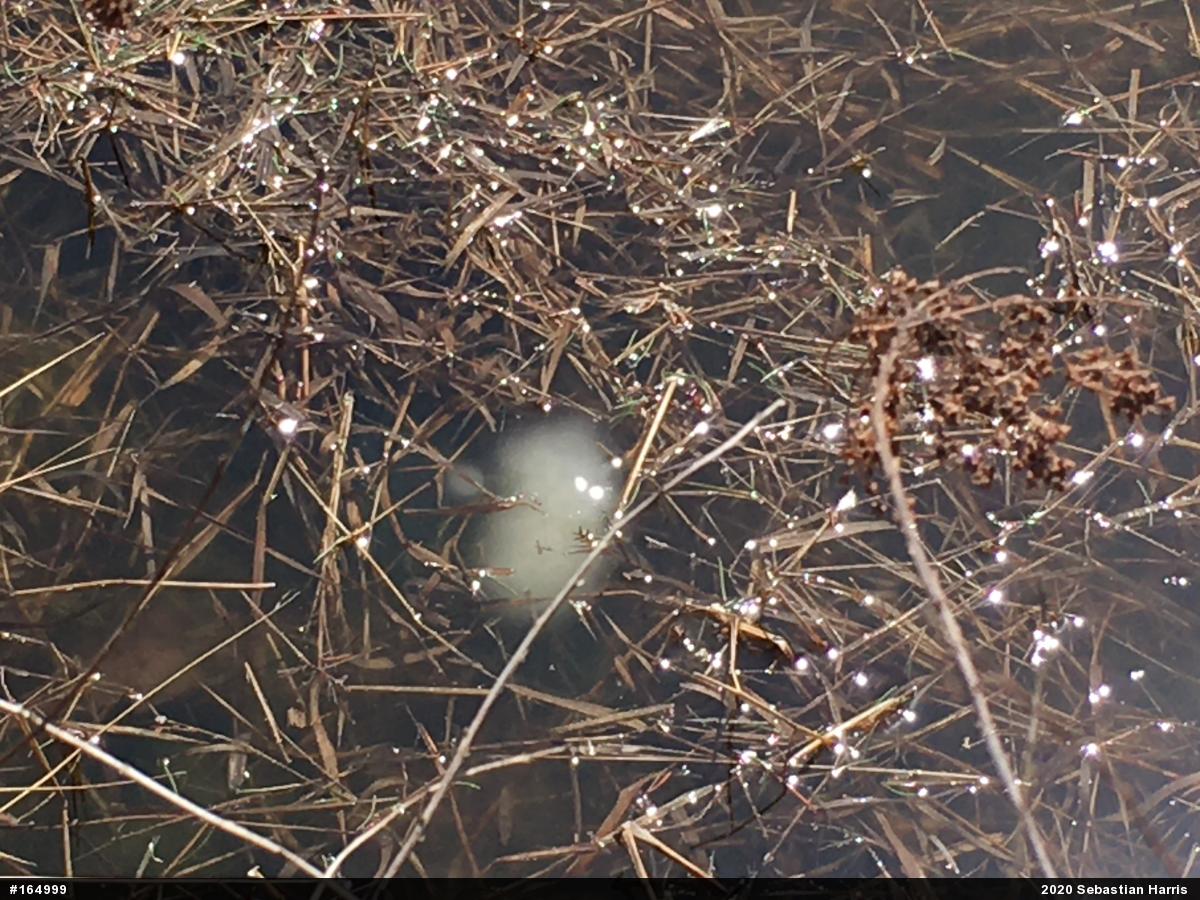 Spotted Salamander