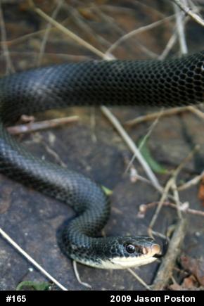 Northern Black Racer