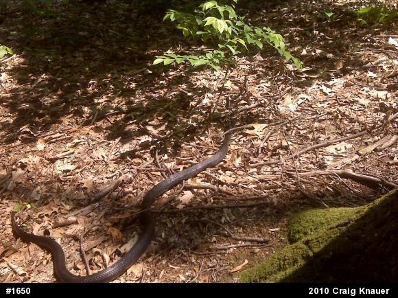 Eastern Ratsnake