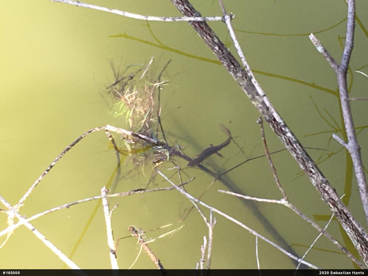 Red-spotted Newt