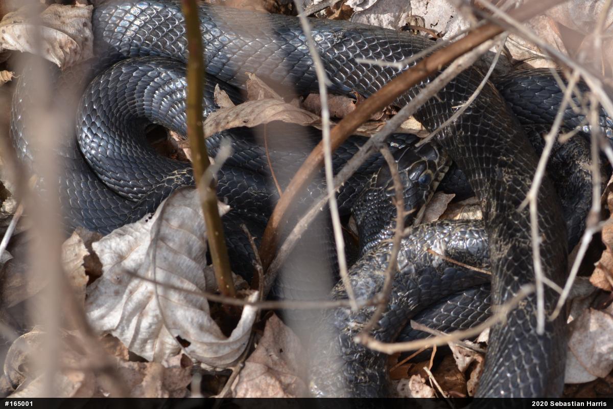 Eastern Ratsnake