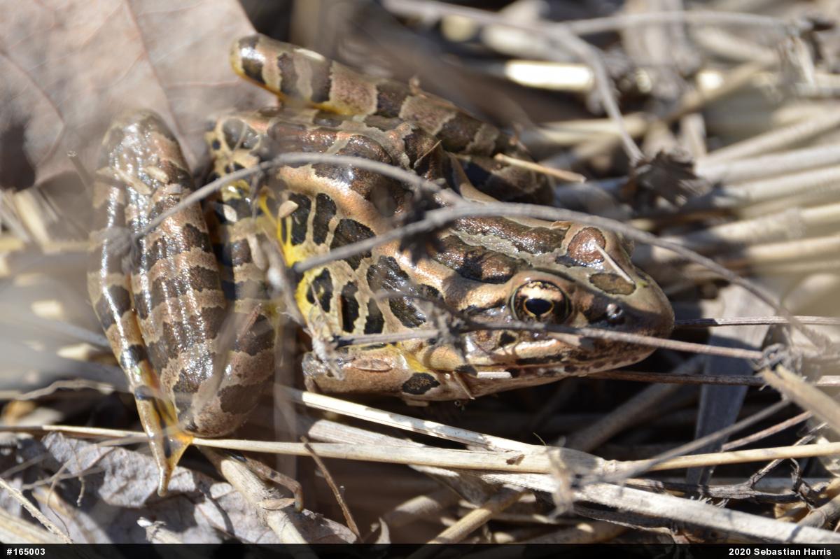 Pickerel Frog