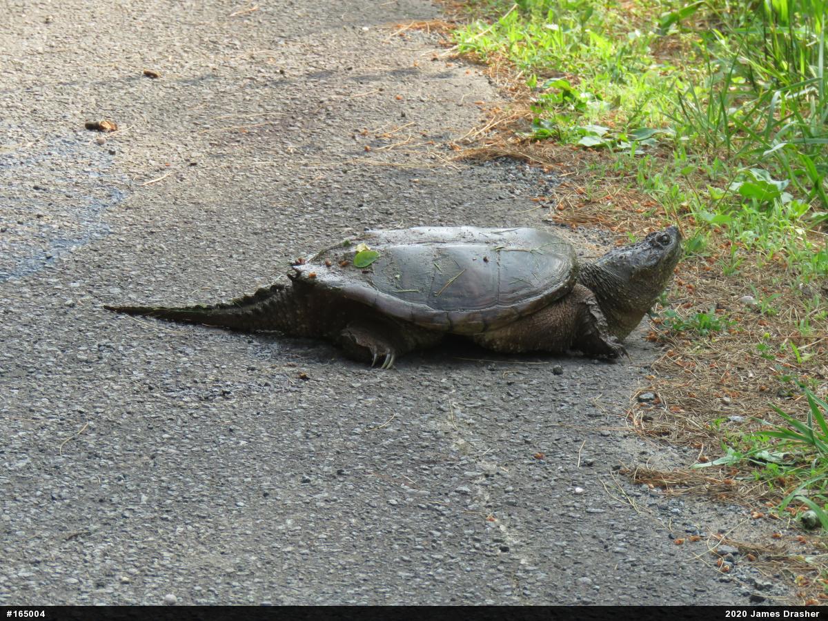 Snapping Turtle
