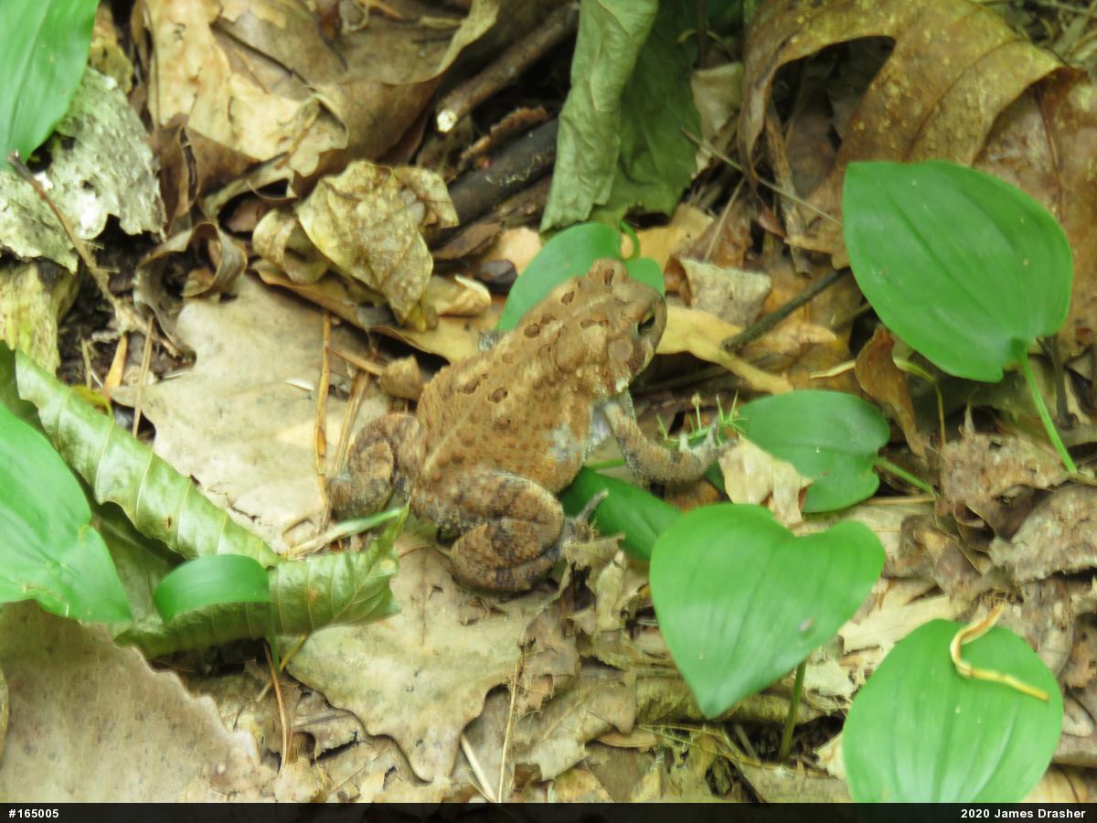 Eastern American Toad