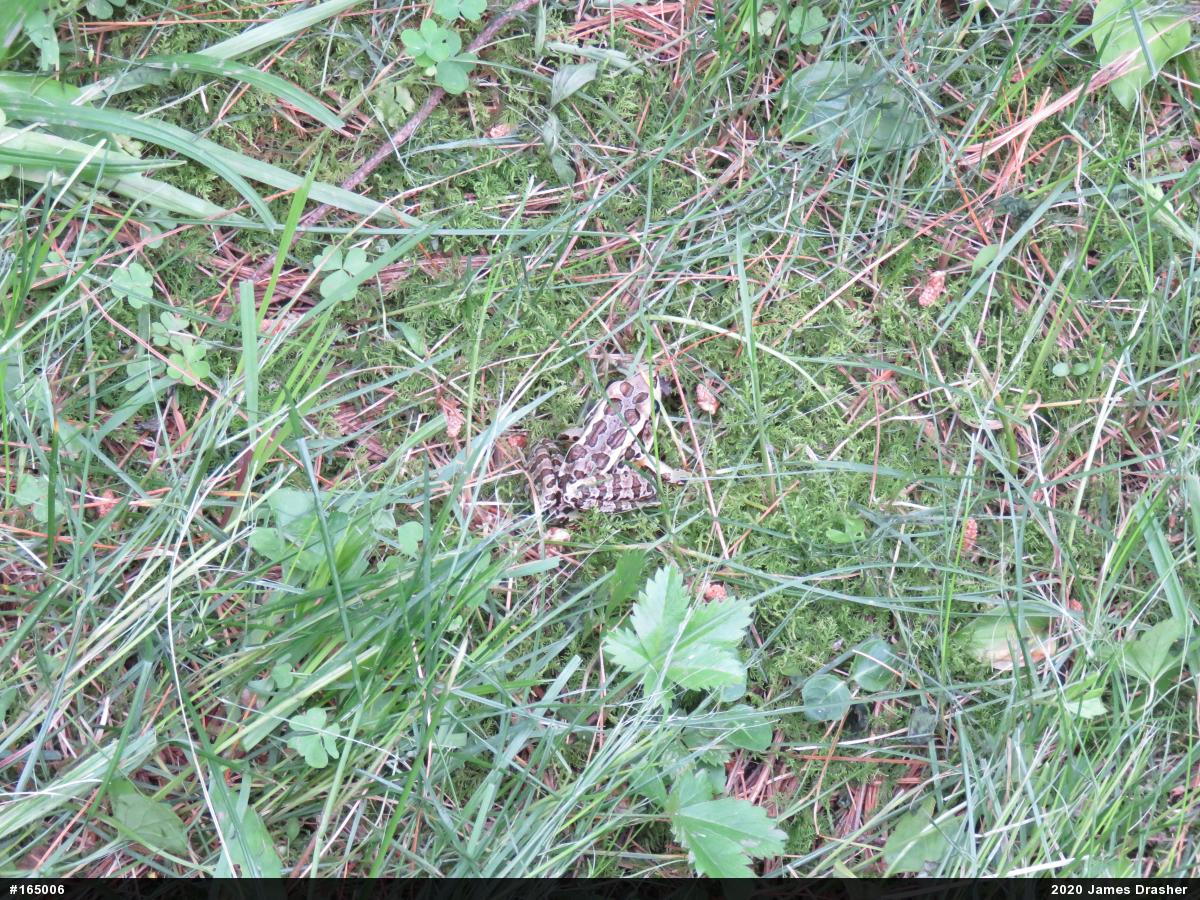 Pickerel Frog