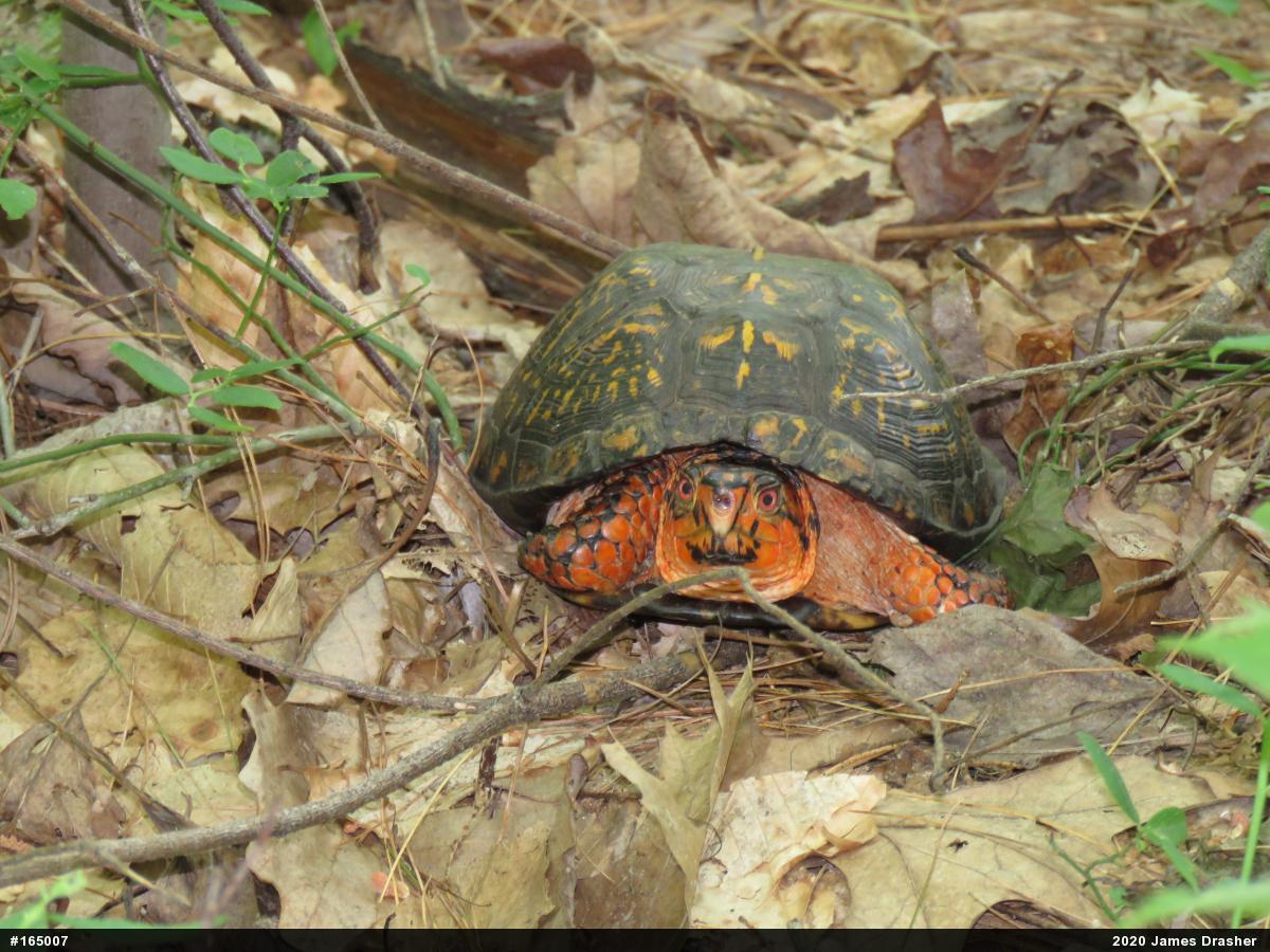 Eastern Box Turtle