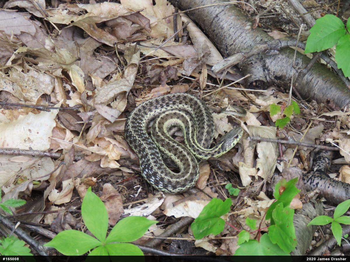 Eastern Gartersnake