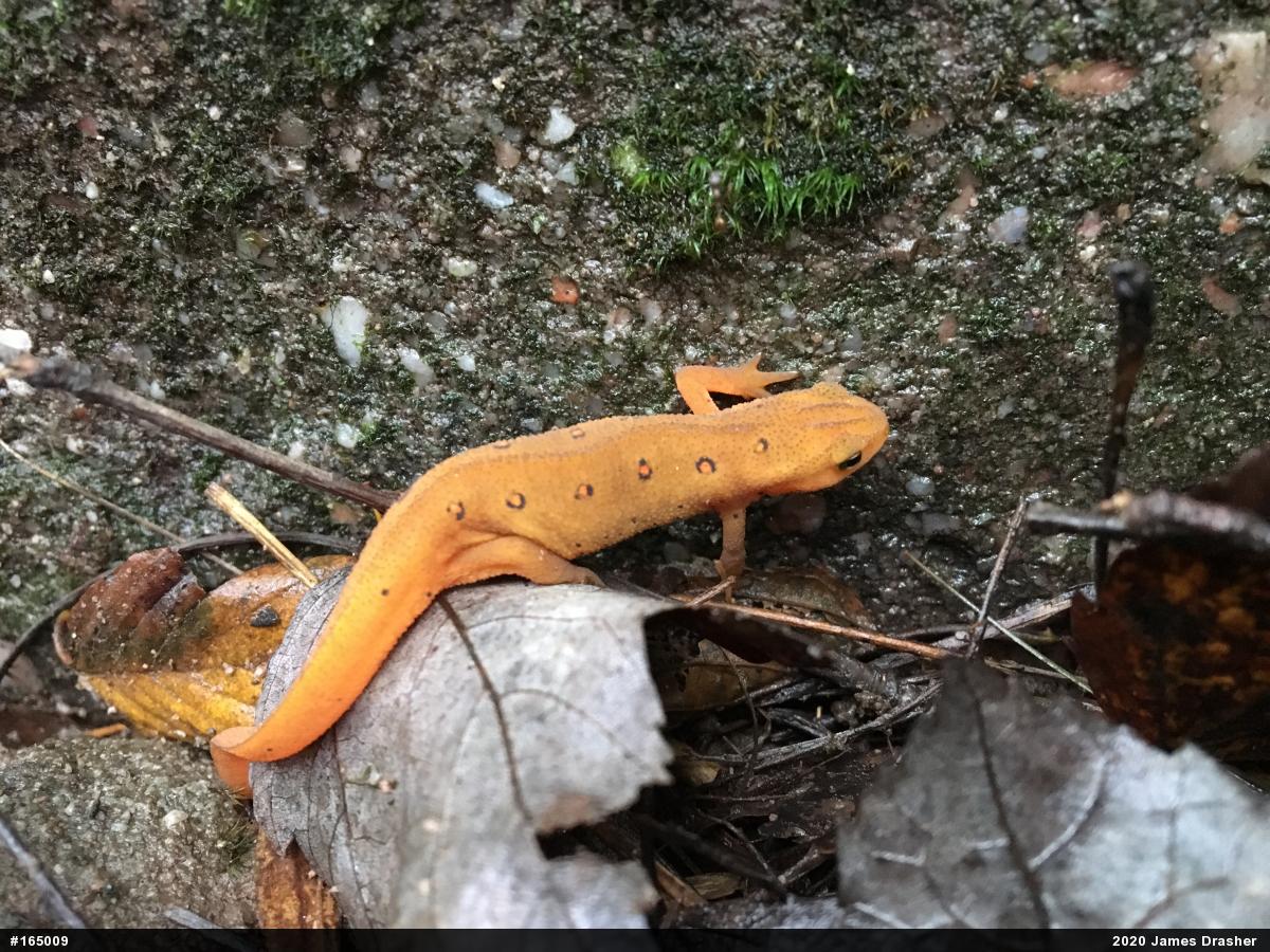 Red-spotted Newt