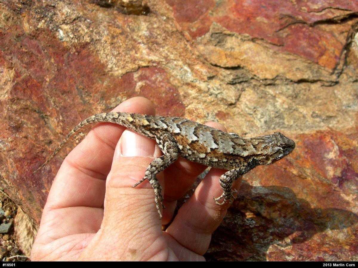Eastern Fence Lizard