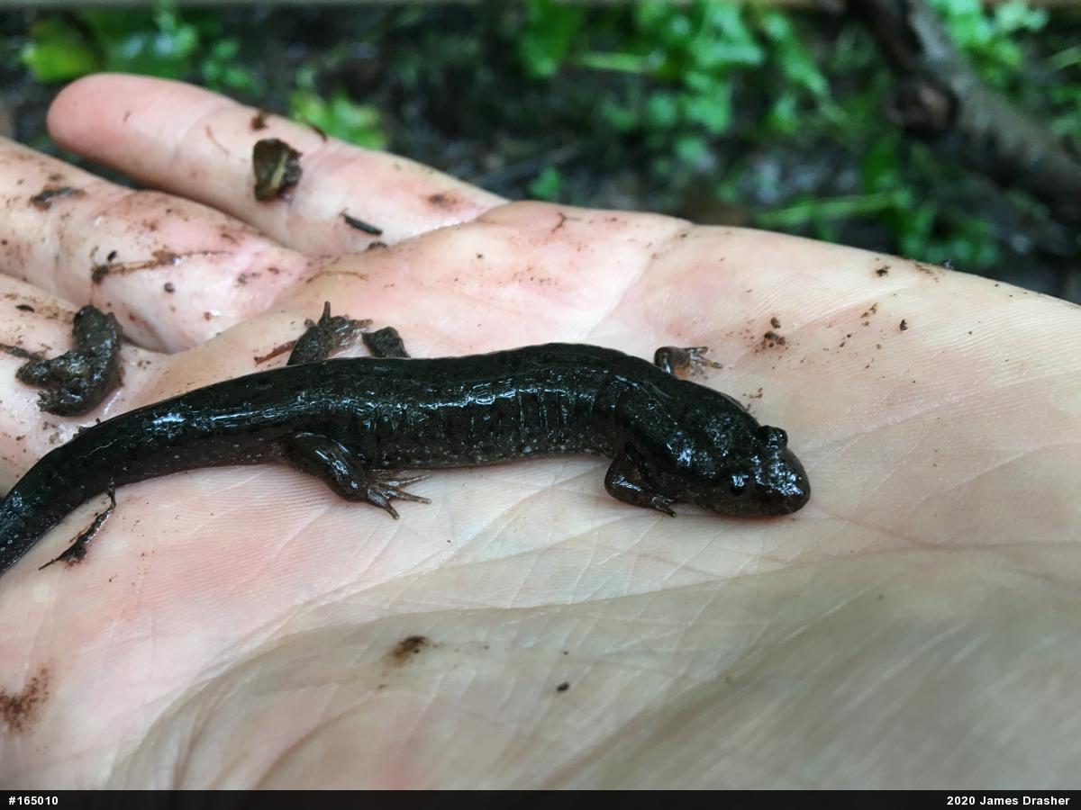 Northern Dusky Salamander