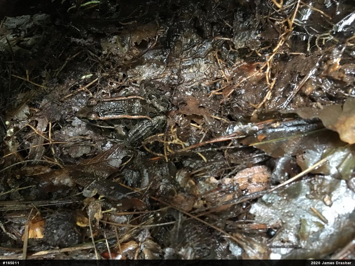 Pickerel Frog